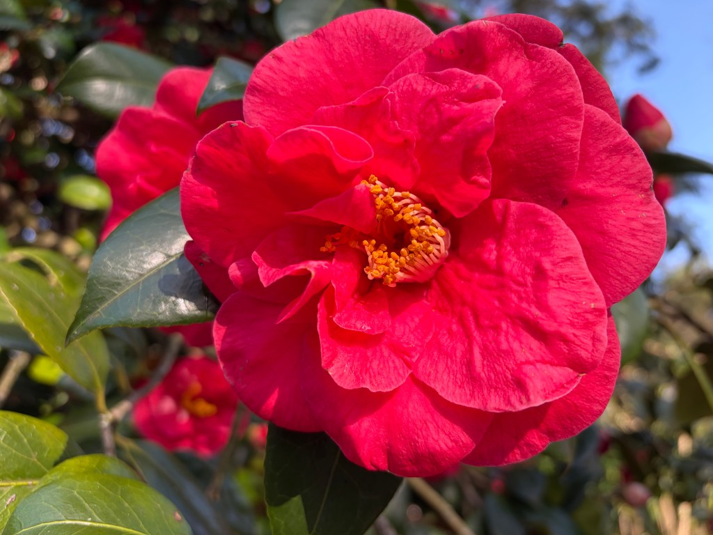 close up image of a red flower shot on iPhone 17