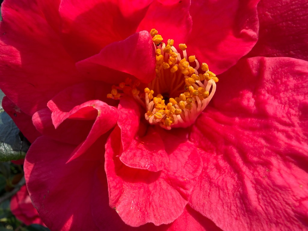red flower macro image shot on iPhone 17
