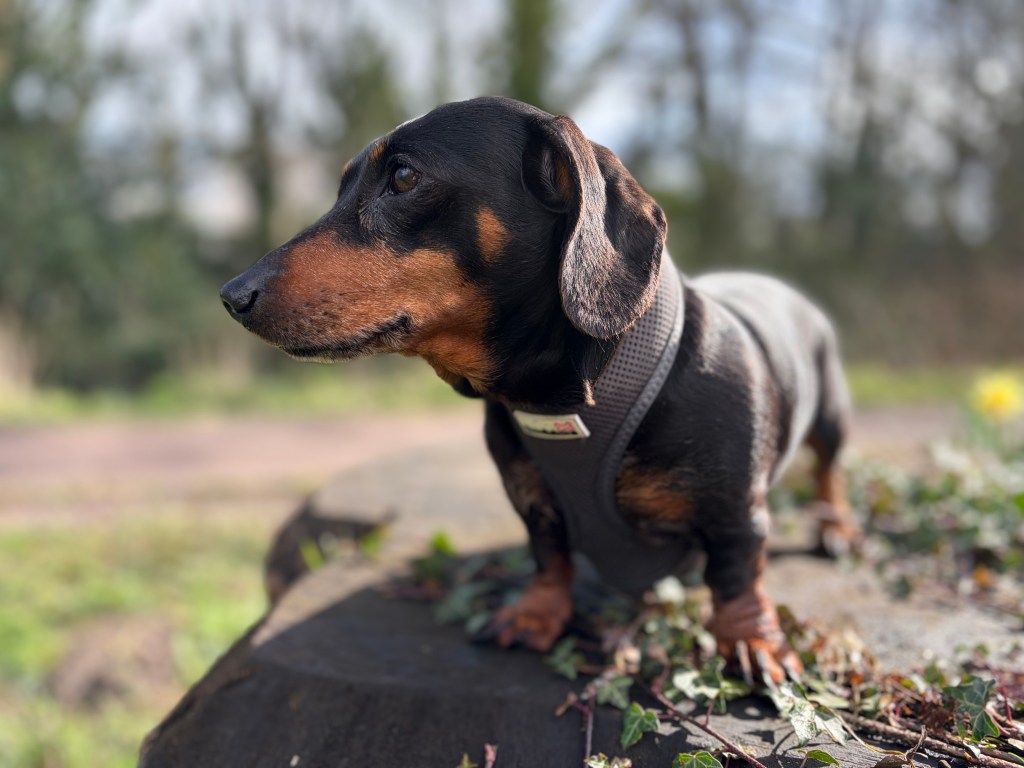 iPhone 17 Portrait