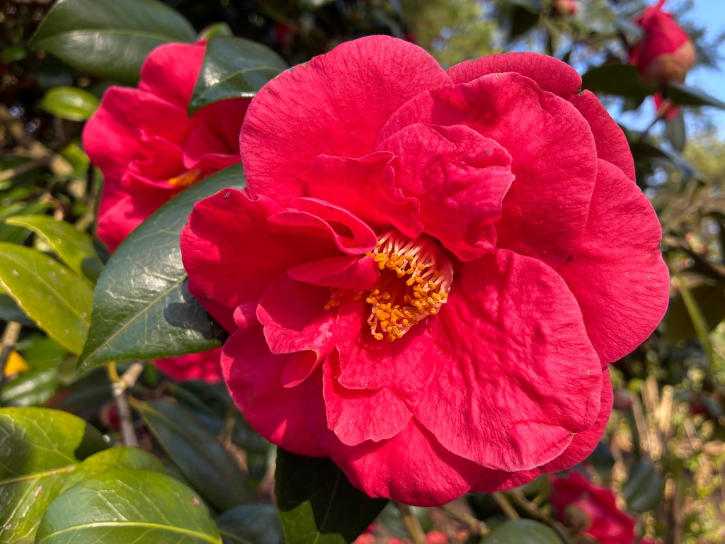 close up image of a red flower shot on iPhone 17e