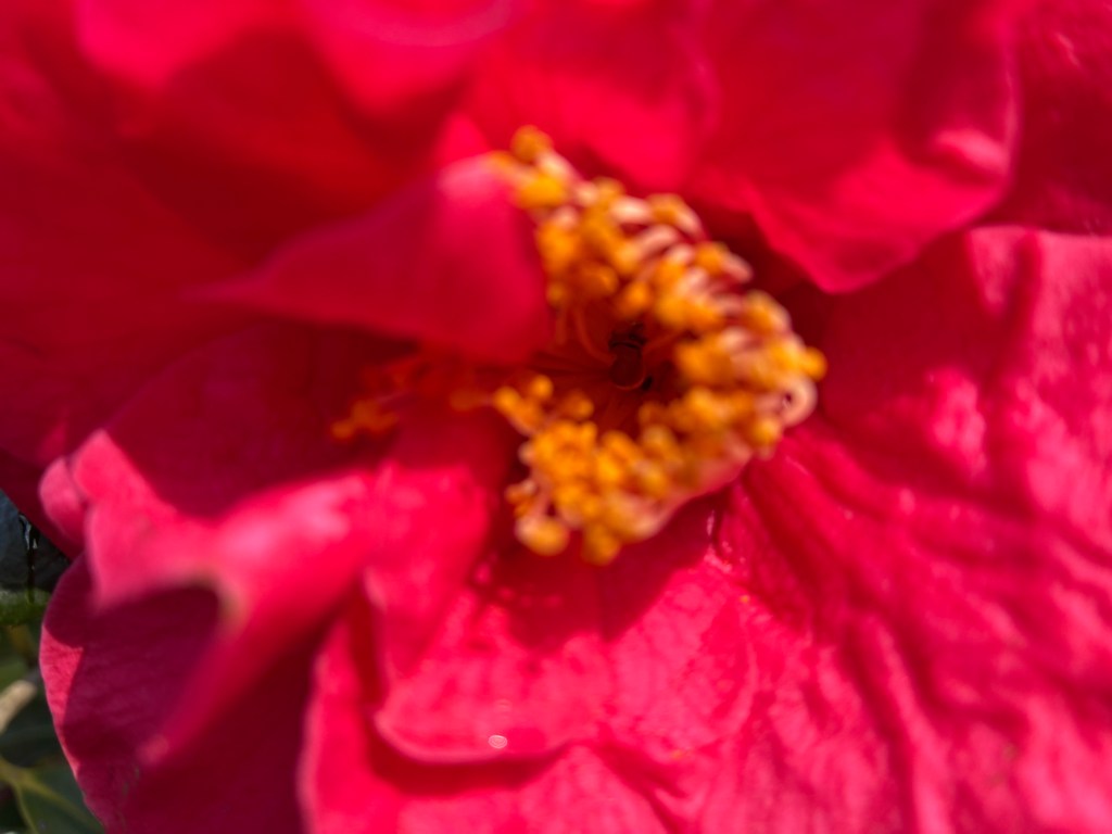 blurred red flower macro image shot on iPhone 17e
