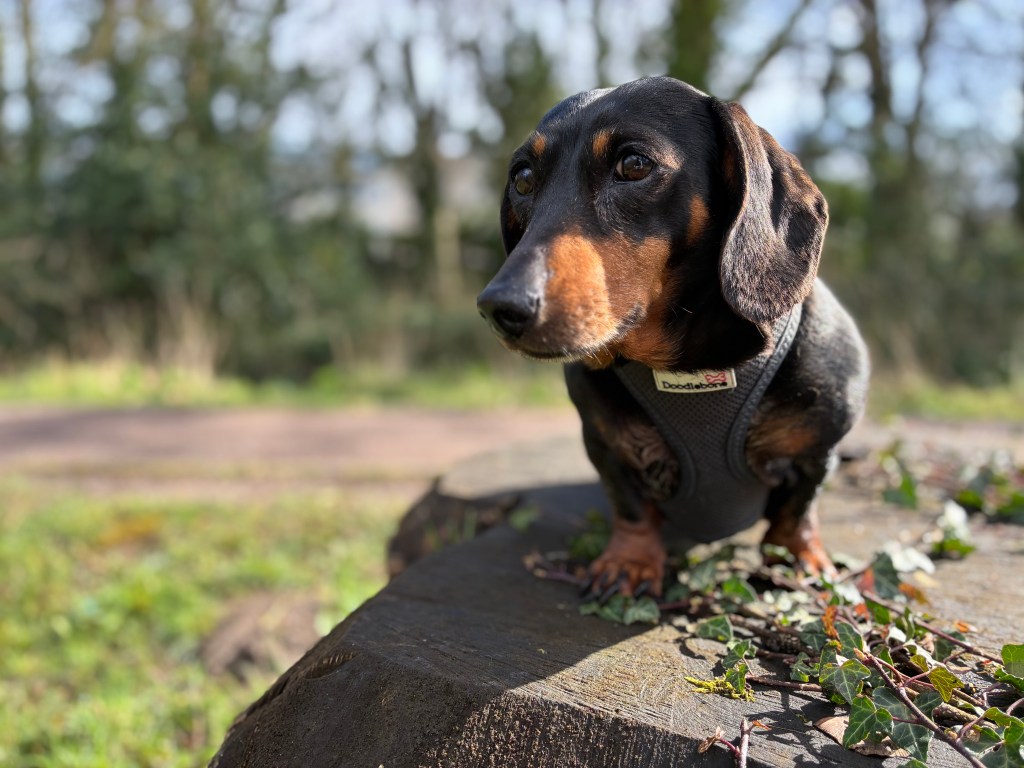 A miniature dachshund standing on a log