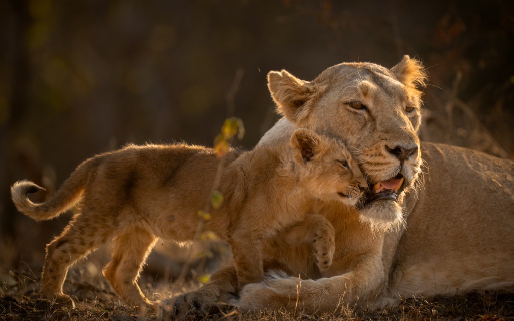lion cub nuzzles lioness face