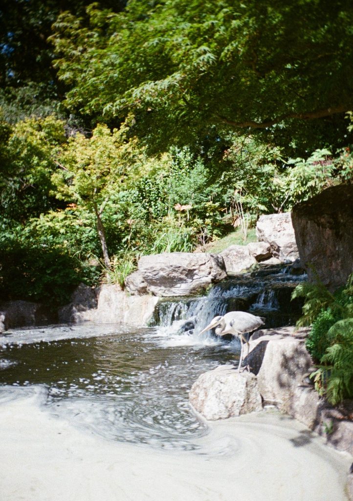 Sample photograph from the Lomography Half-frame Simple Use Camera, shot on Lomo Color Negative 400 film showign a heron standing in front of a small waterfall