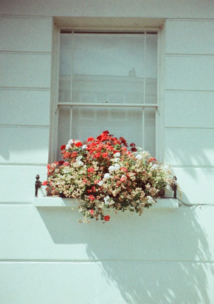 Sample photograph from the Lomography Half-frame Simple Use Camera, shot on LomoChrome Classicolor 200 film showng a flower box in a window