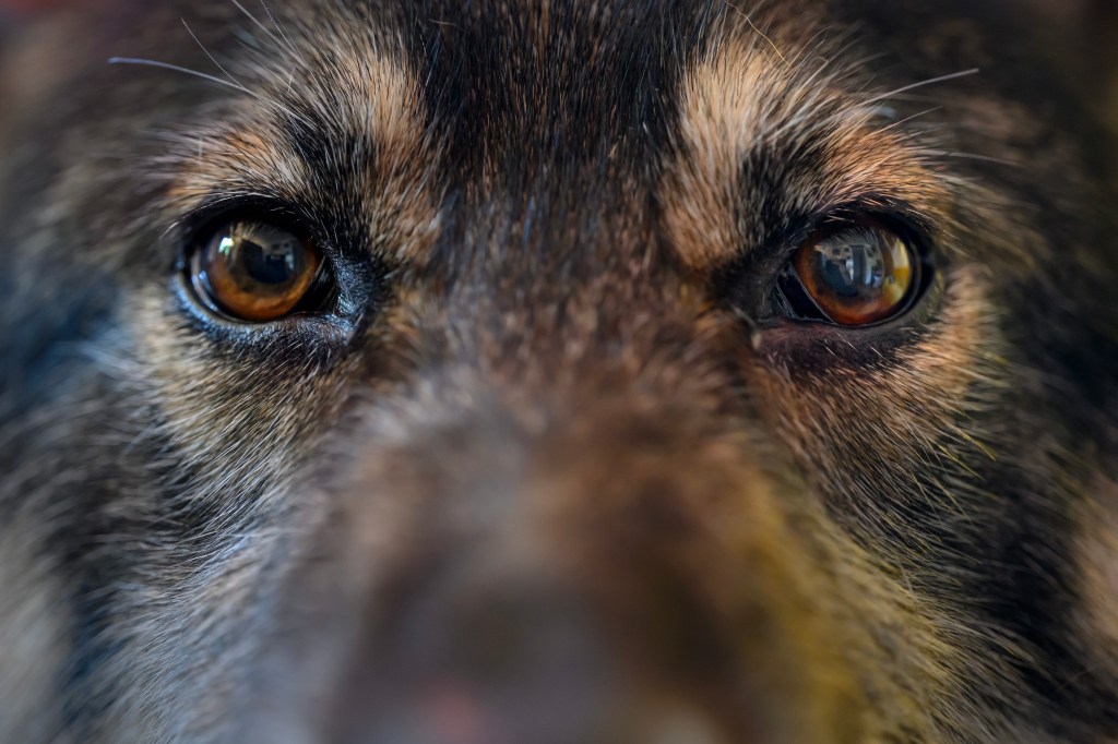 Tamron 90mm F2.8 Di III Macro VXD lens sample image. A dogs eyes
