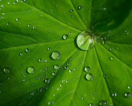 Tamron 90mm F2.8 Di III Macro VXD lens sample image. Water drops on a green leaf