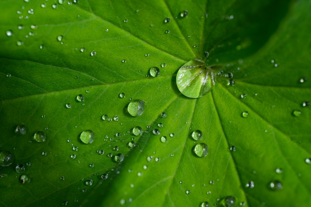Tamron 90mm F2.8 Di III Macro VXD lens sample image. Water drops on a green leaf
