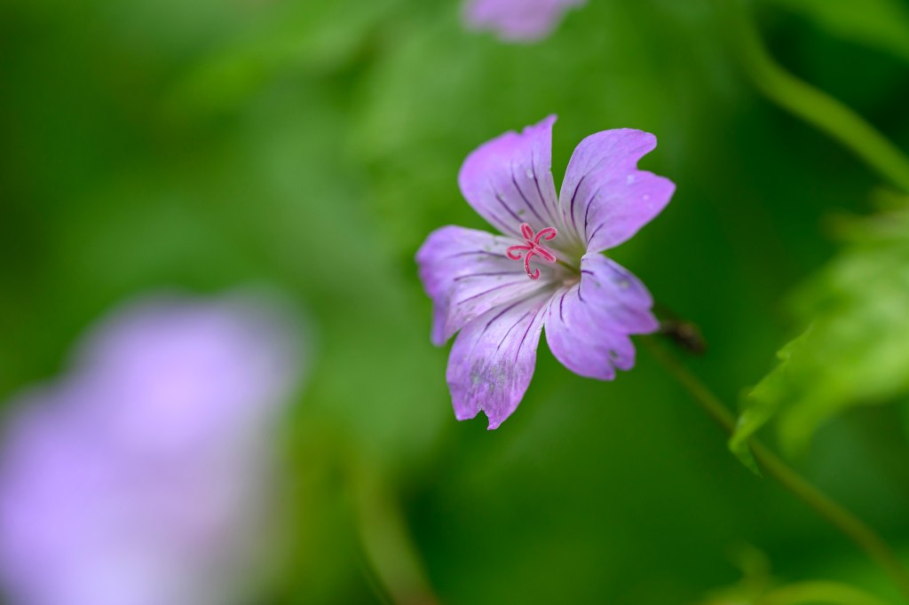 Tamron 90mm F2.8 Di III Macro VXD lens sample image. MAcro shot of a purple flower against a green background 