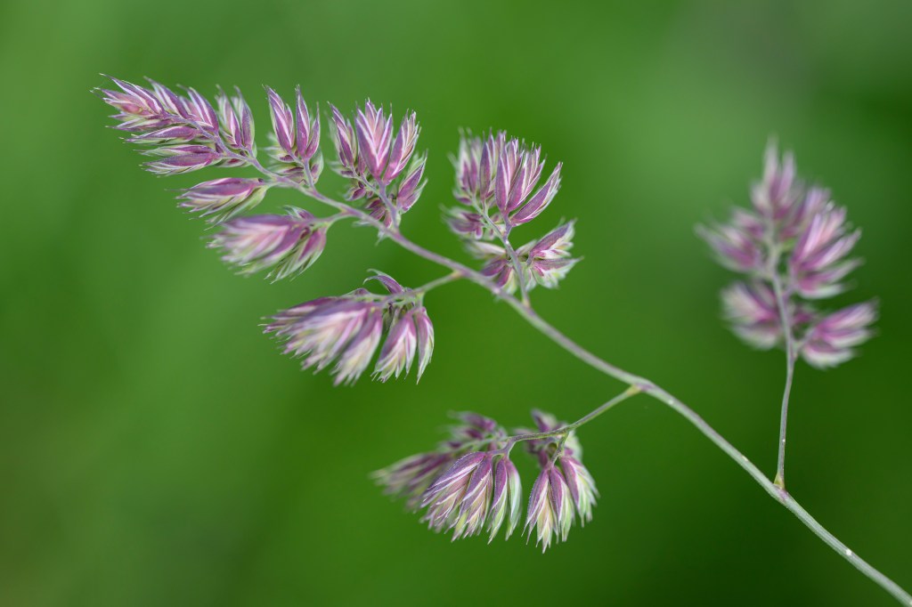 Tamron 90mm F2.8 Di III Macro VXD lens sample image. Green frond