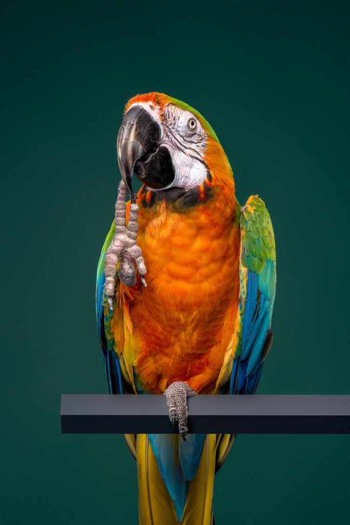 International Pet Photographer of the Year Awards category Finalist