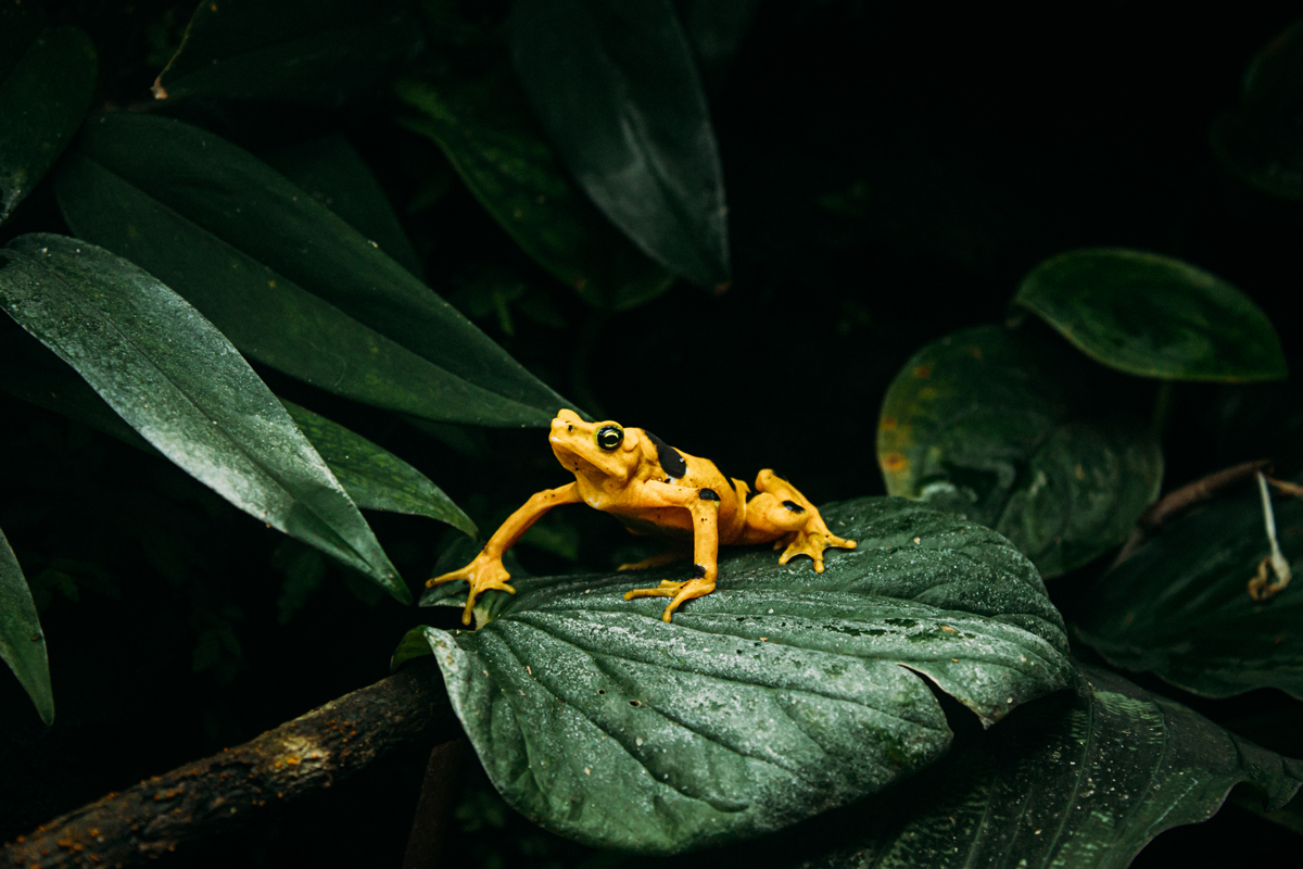 Explore the beauty of Panama's wildlife and landscape with these stunning photos