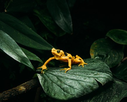 yellow frog on large leaf