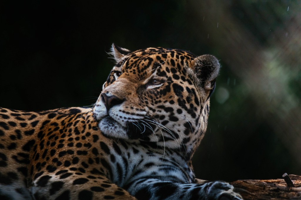 photo of a cheetah