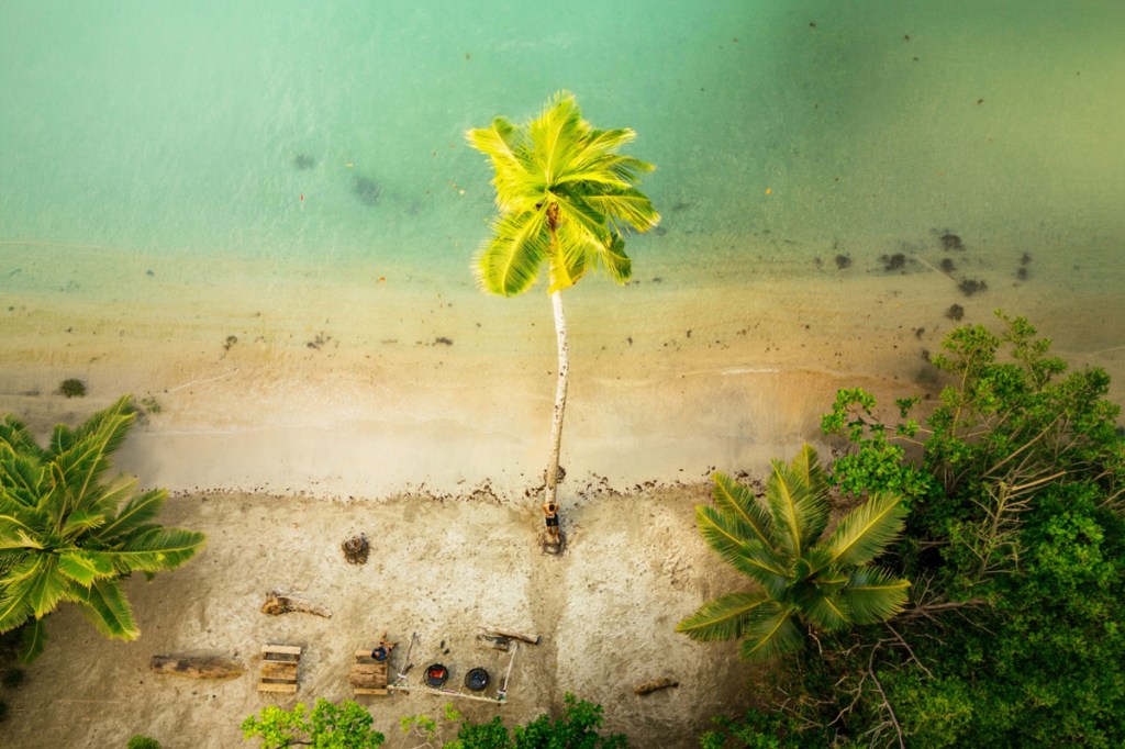 drone photo overhead of a person leaning on a palm tree on a beach
