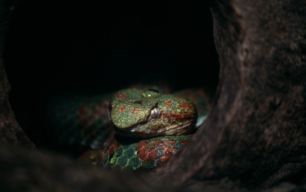 close-up of a green snake head