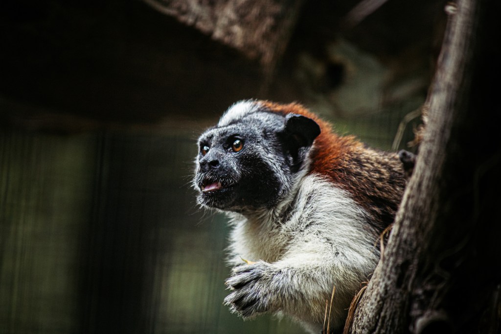 close-up portrait of a monkey