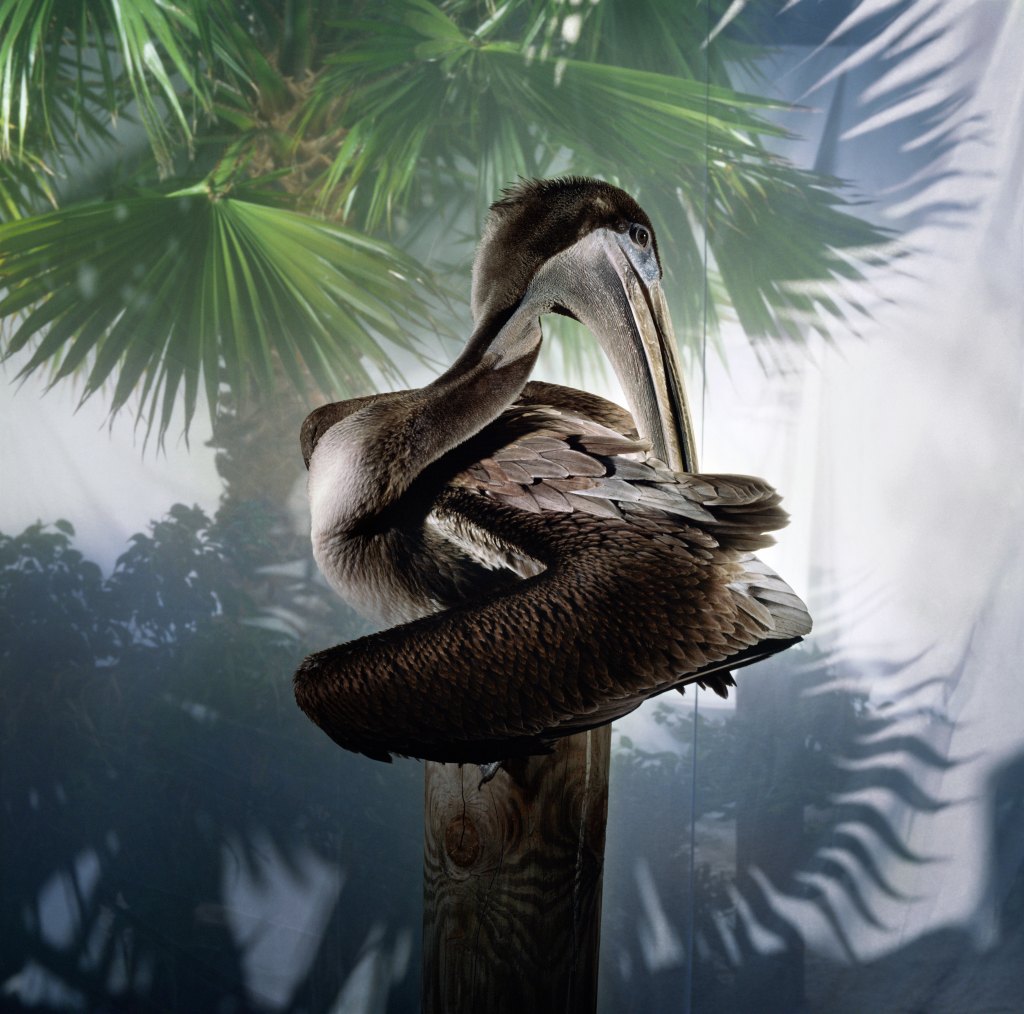 Brown pelican