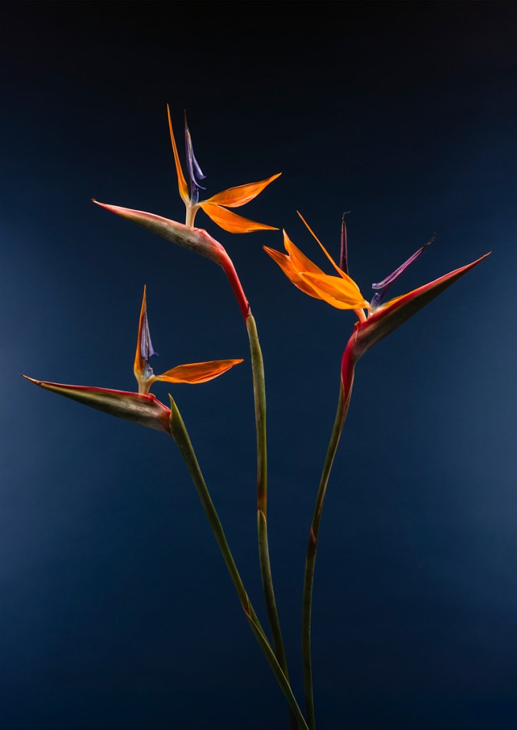 'Ave del Paraíso'. Beyond its iconic orange and purple petals, the Bird of Paradise evokes the spirit of the Mexican jungle. This treasure brightens the landscape, representing a life of freedom and pure joy. While taking the photograph, my mind was connected to ancient architecture which is why I positioned each flower on a different frame axis. To create an organic pyramid shape making a connection to the location where my favorite Mexican pyramid stands, in Uxmal Yucatán, the most beautiful jungle I’ve seen. This bloom is a piece of my heart, a vivid reminder of bustling Mexican flower stalls, the rich landscapes of Yucatán, and a culture that speaks in brilliant colour.