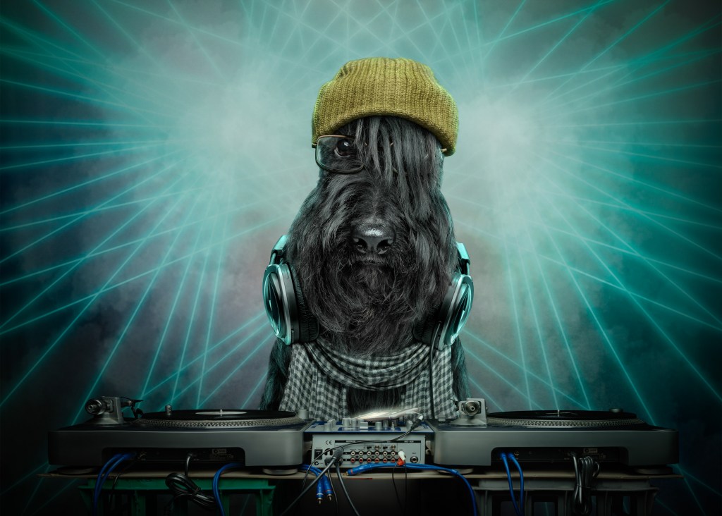 International Pet Photographer of the Year Awards category Finalist