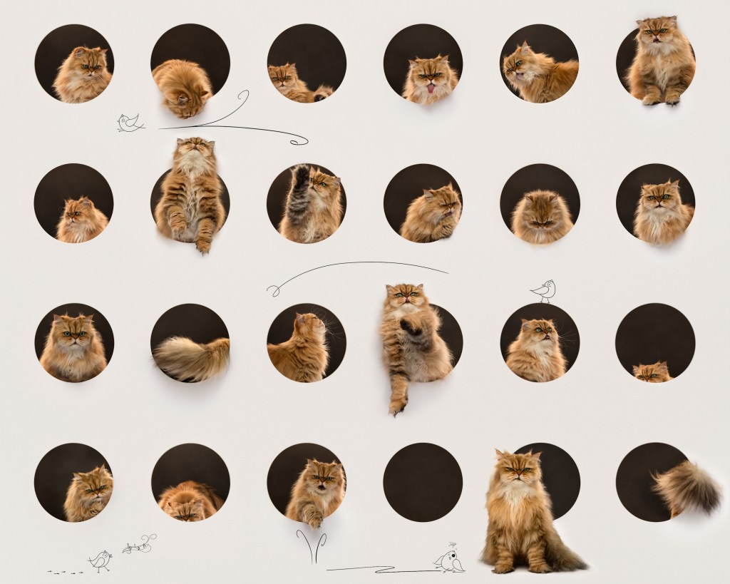 International Pet Photographer of the Year Awards category Finalist