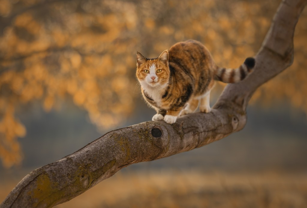 International Pet Photographer of the Year Awards category Finalist