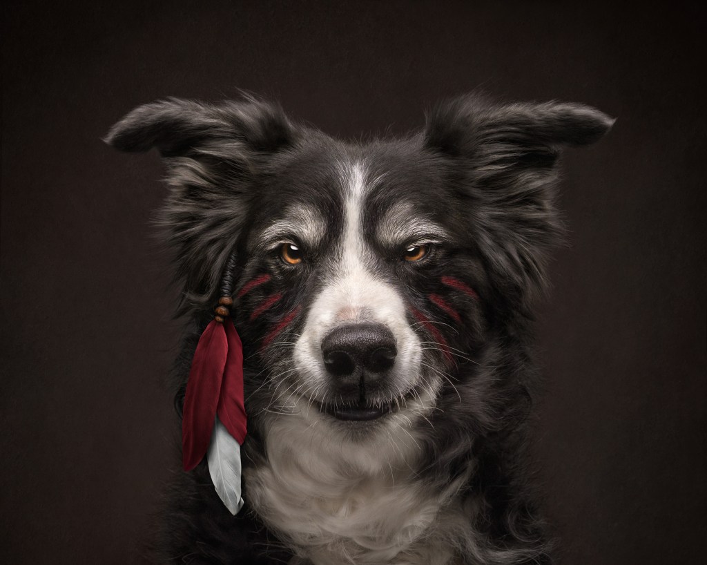 International Pet Photographer of the Year Awards category Finalist
