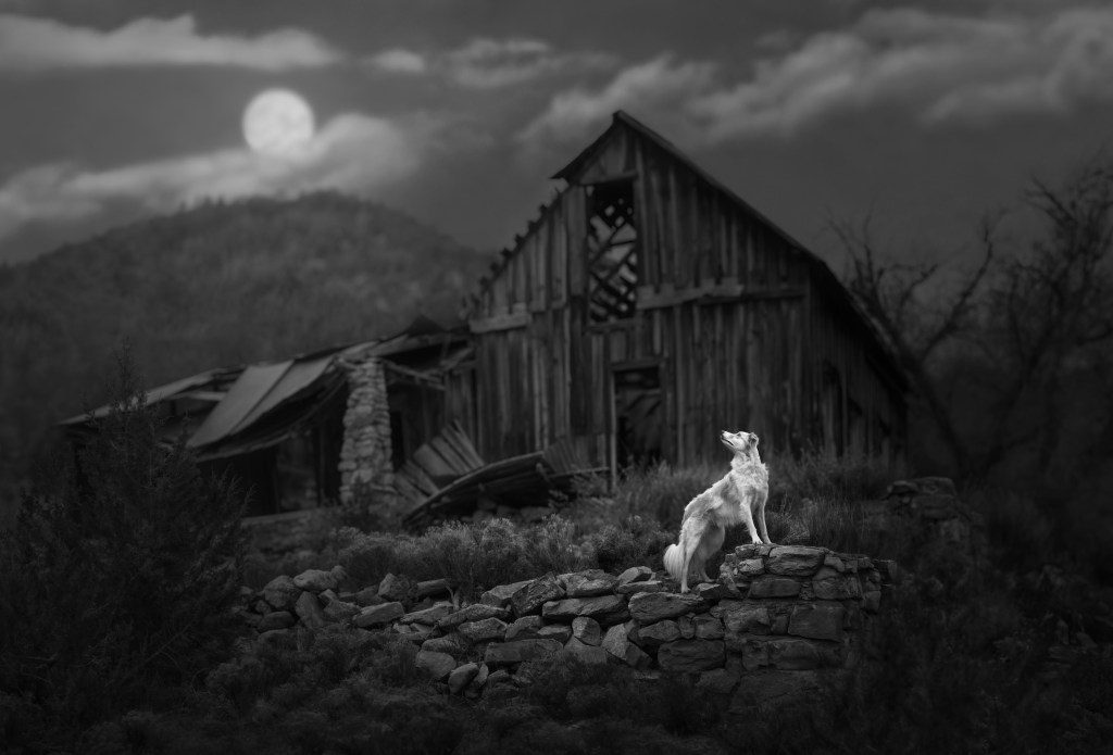 International Pet Photographer of the Year Awards category Finalist