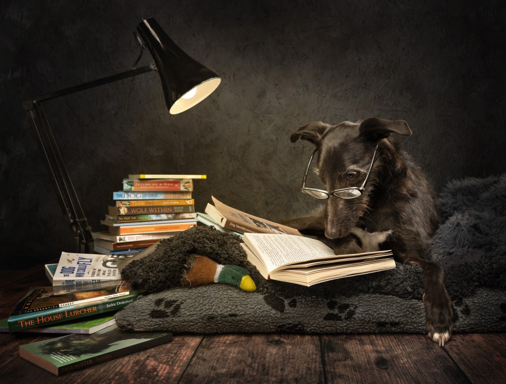 International Pet Photographer of the Year Awards category Finalist