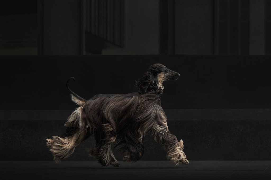 International Pet Photographer of the Year Awards Finalist in action category