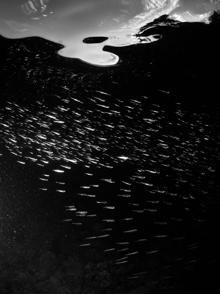 school of fish underwater