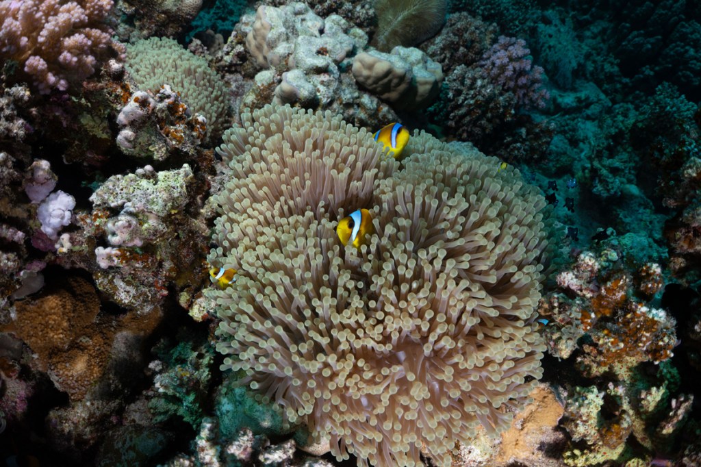 red clownfish emerging from plant underwater