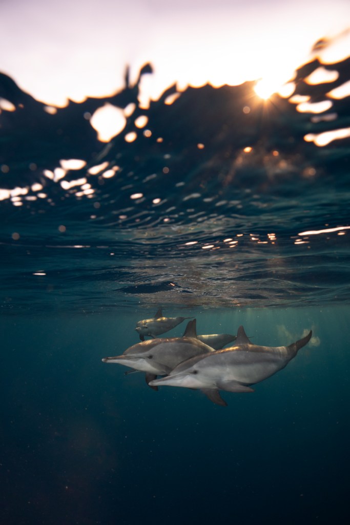 two dolphins underwater