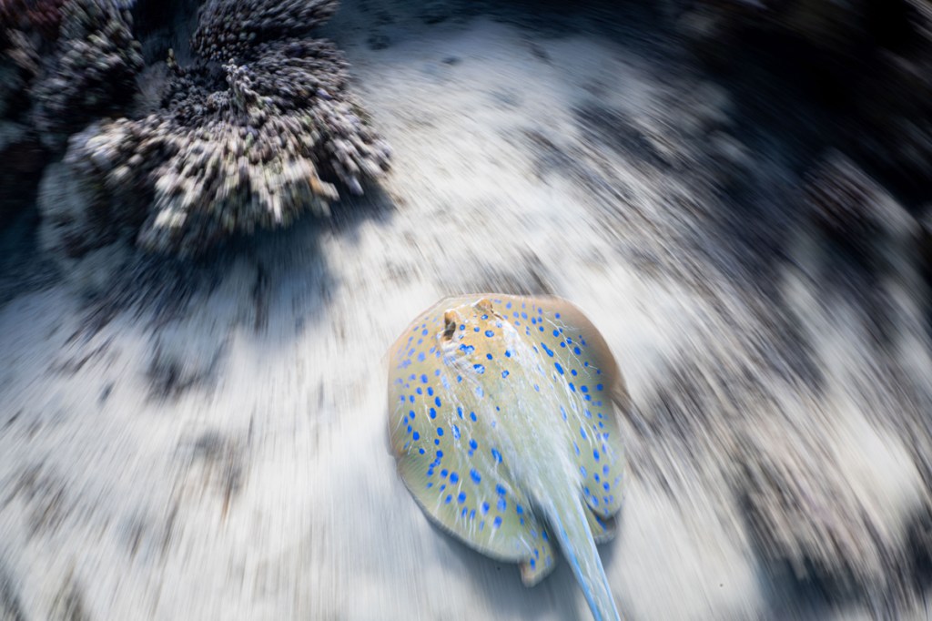 sting ray underwater