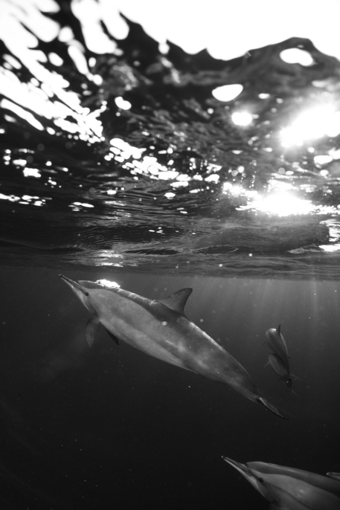dolphin underwater