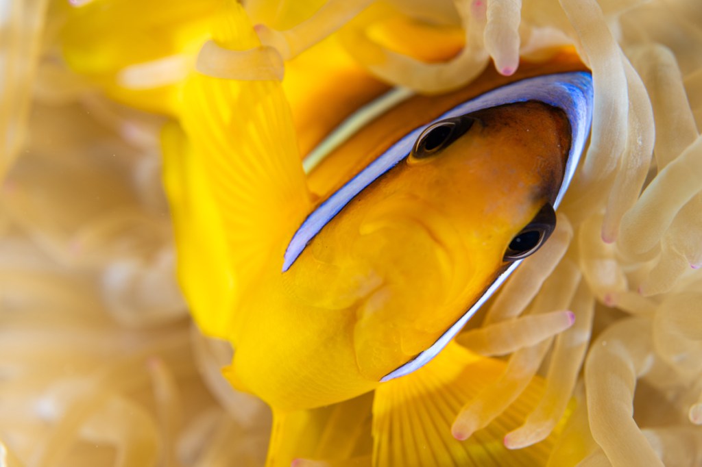 close up photo of a clown fish underwater