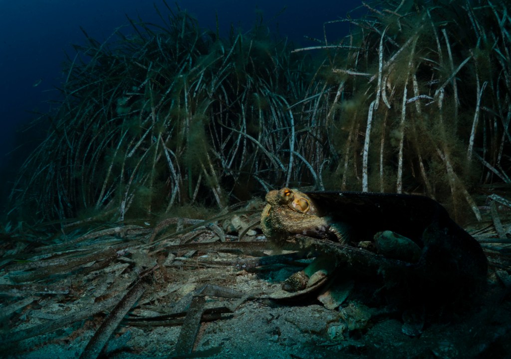 octopus underwater with litter