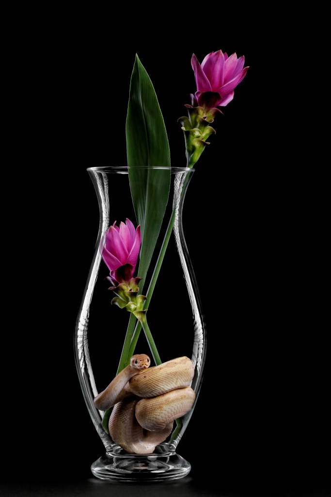 International Pet Photographer of the Year Awards category Finalist