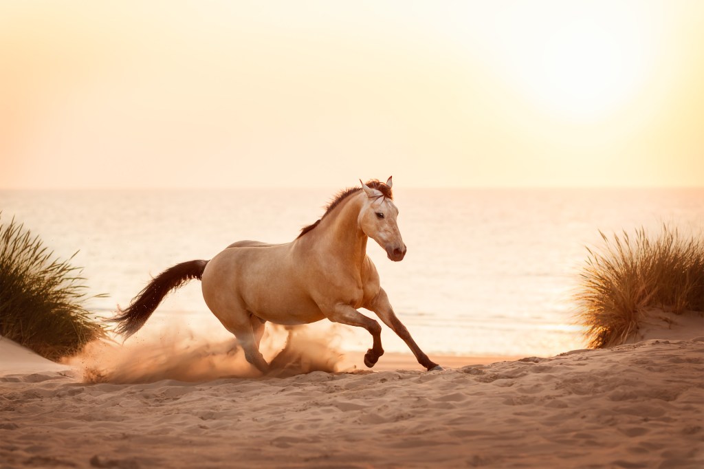 International Pet Photographer of the Year Awards category Finalist