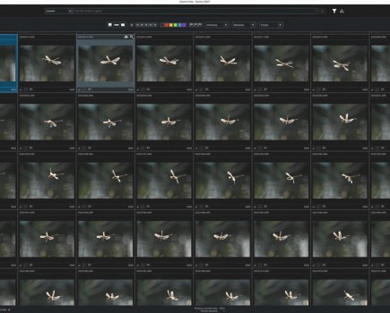 Excire advertorial on nature photography