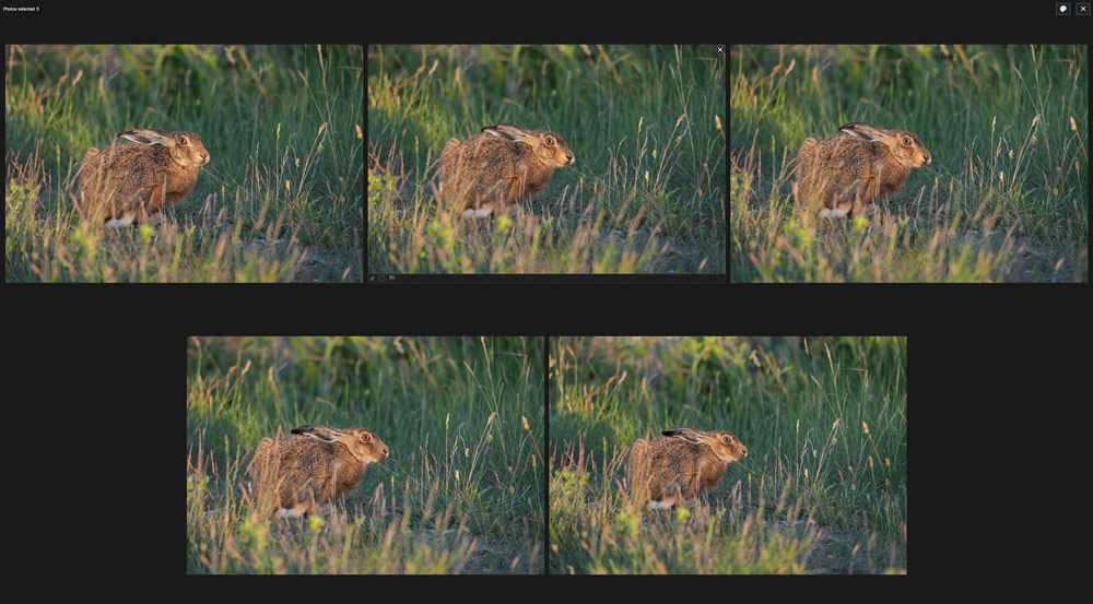 Excire advertorial nature photography