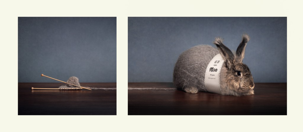 International Pet Photographer of the Year Awards category Finalist