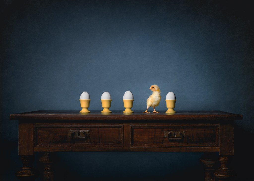 International Pet Photographer of the Year Awards category Finalist