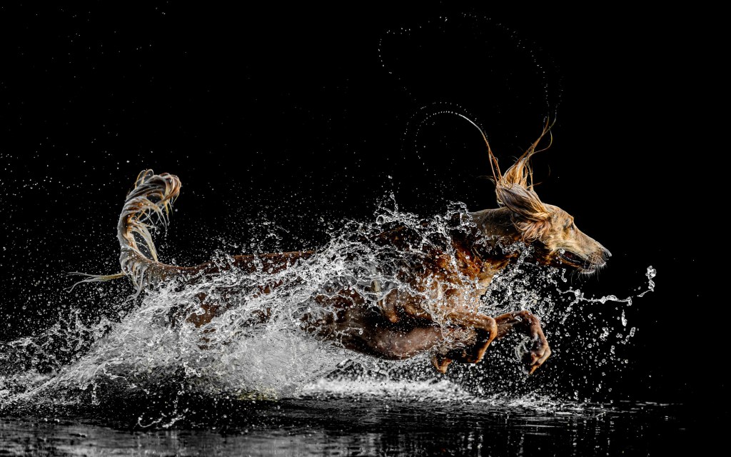 International Pet Photographer of the Year Awards category Finalist