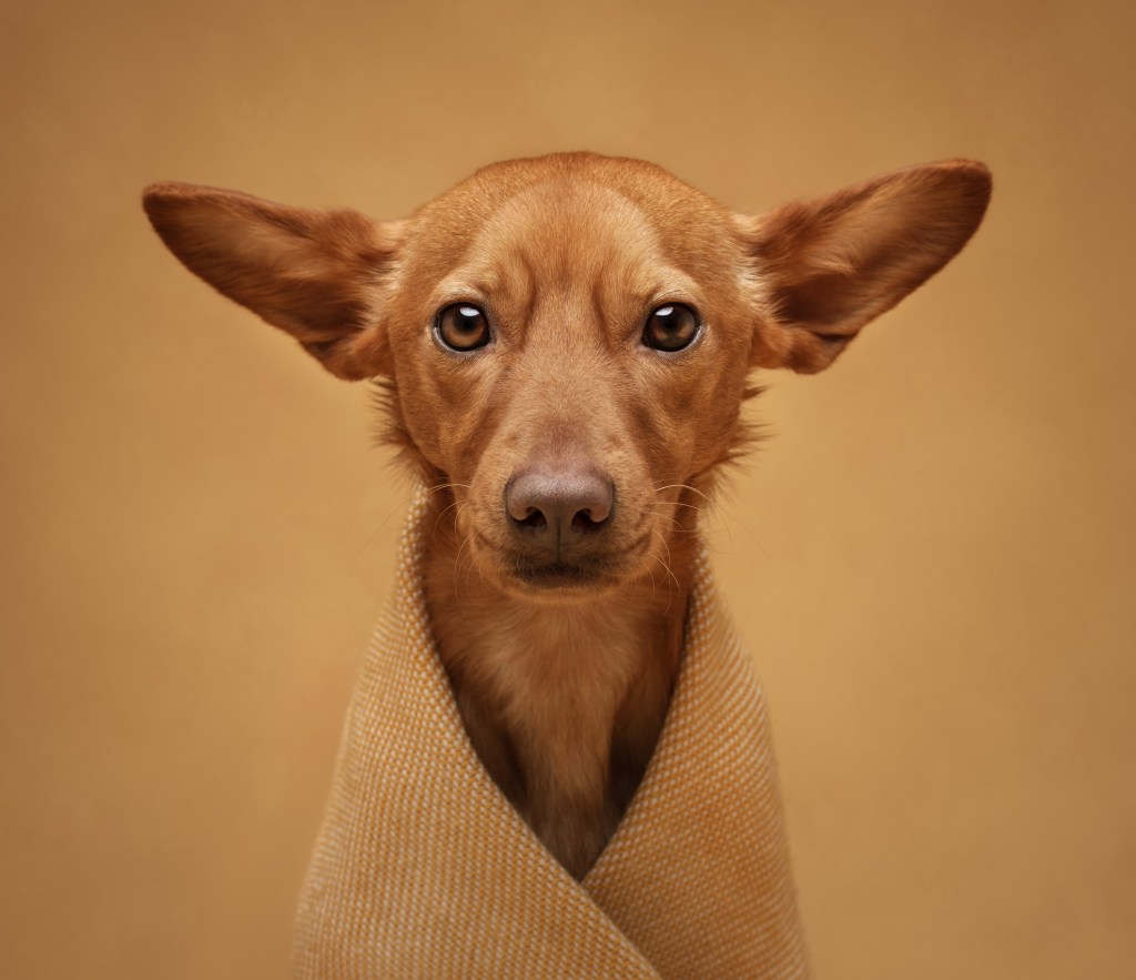 International Pet Photographer of the Year Awards category Finalist