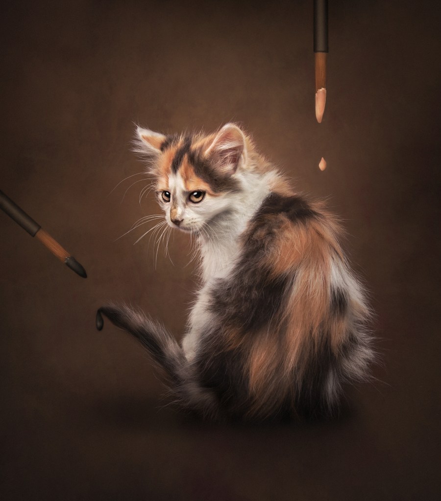 International Pet Photographer of the Year Awards category Finalist
