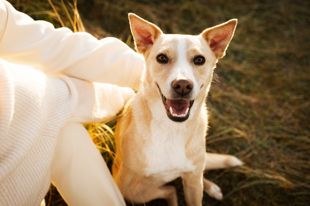 International Pet Photographer of the Year Awards category Finalist