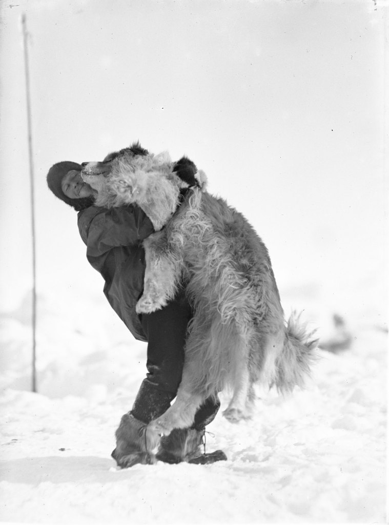 A man lifts up a large dog, about his own size, they are surrounded by snow