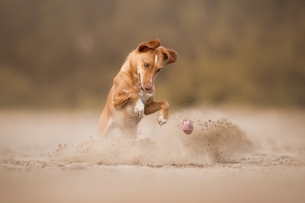 International Pet Photographer of the Year Awards category Finalist