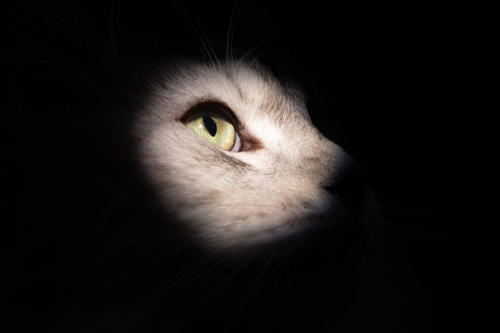 International Pet Photographer of the Year Awards category Finalist
